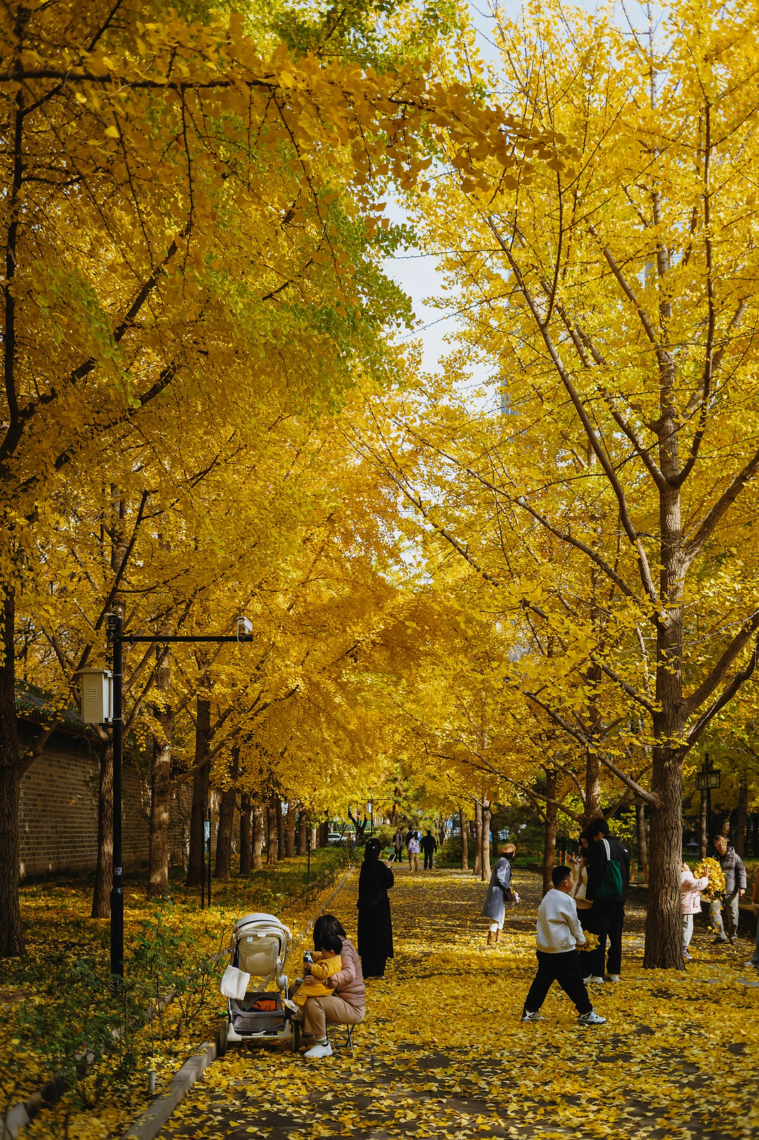 Visitors strolling a tree-lined park path under golden autumn foliage
