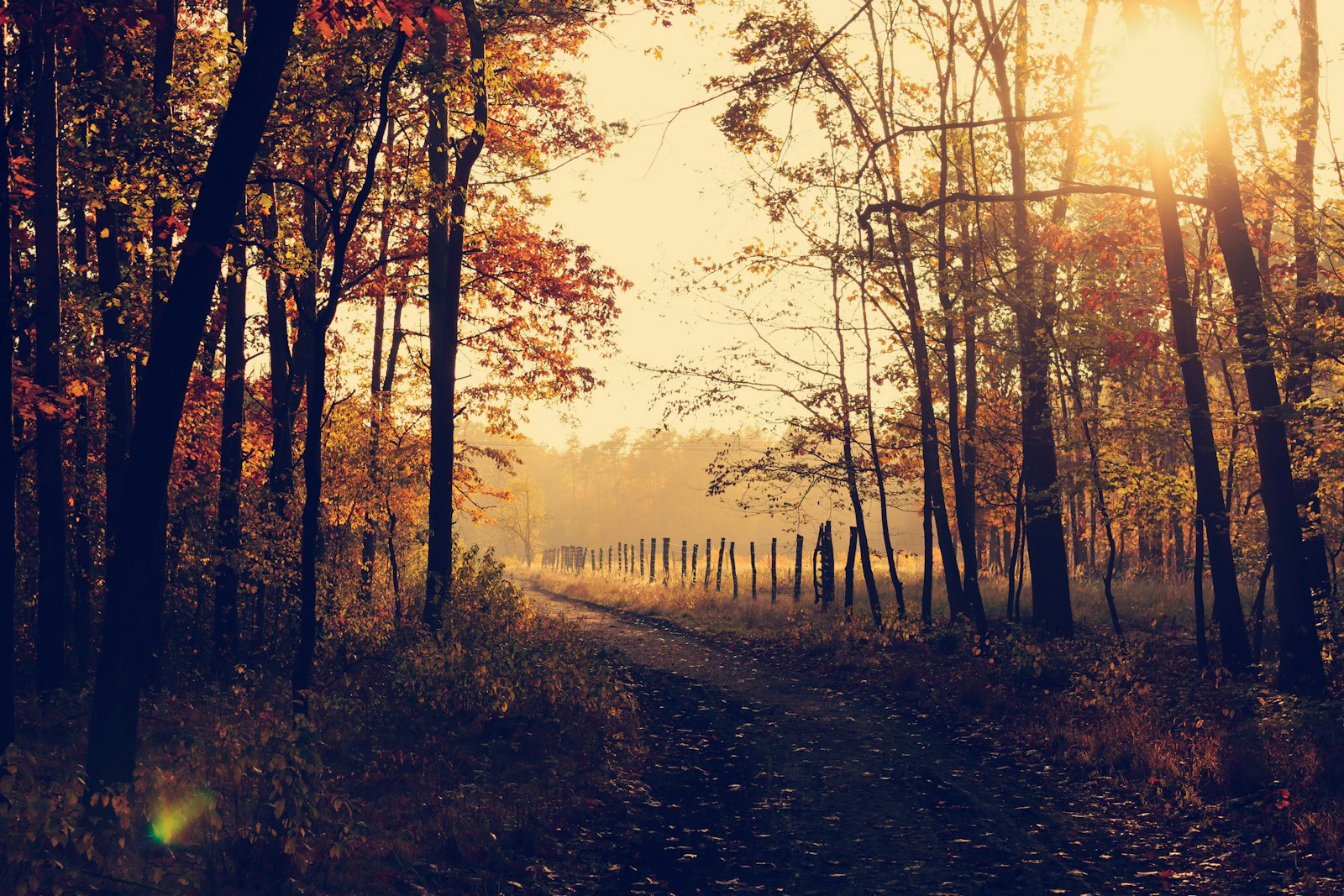 Golden hour sunlight backlighting a tree-lined path in autumn